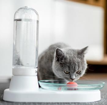 utilizare fantana apa pisici